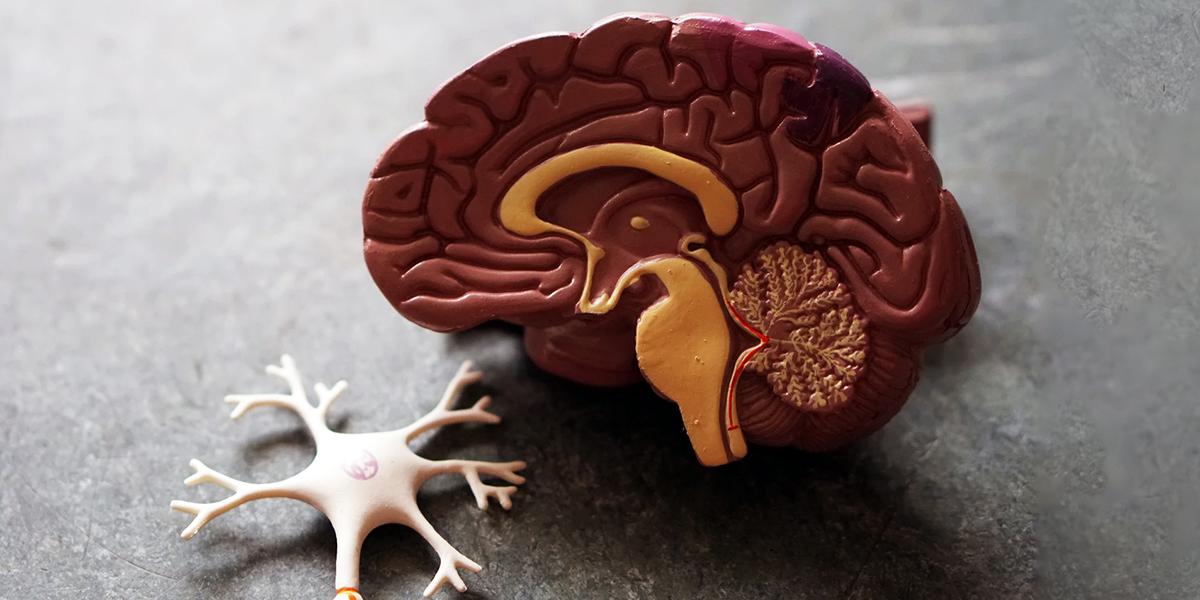 El cerebro humano, un órgano sorprendente y complejo - Rebagliati Salud